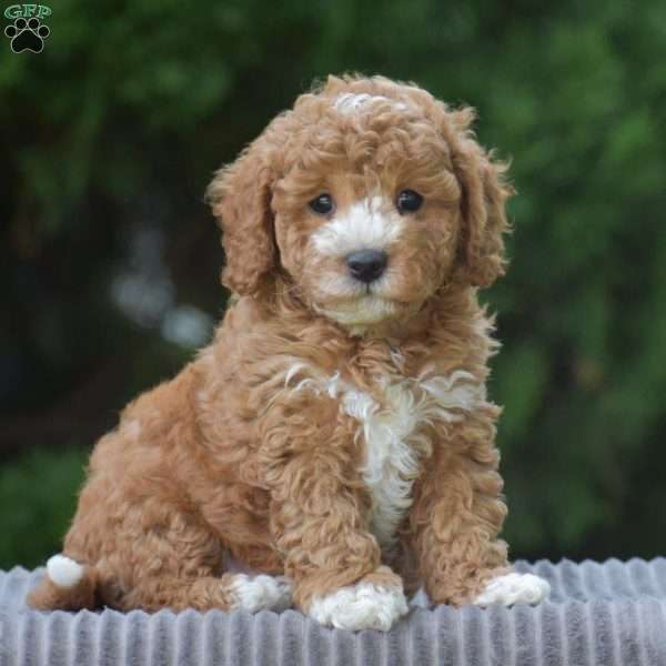 Wyatt, Cavapoo Puppy